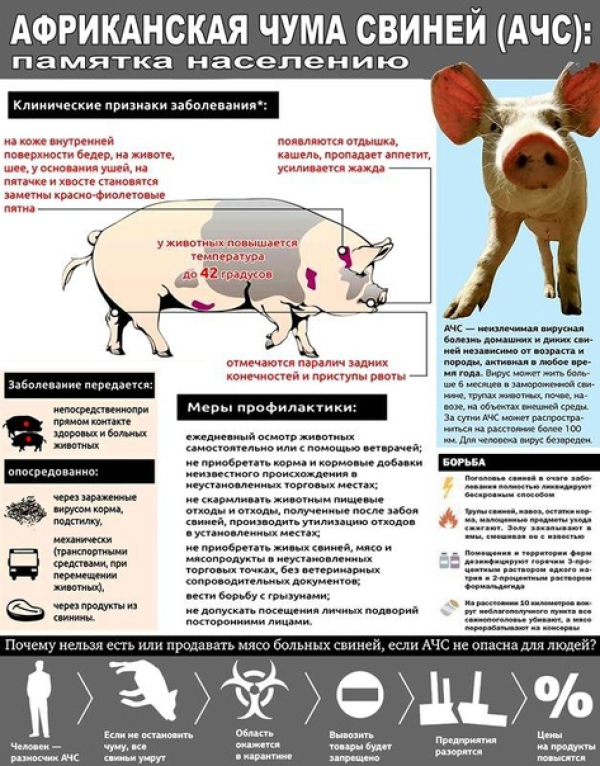 Памятки по содержанию свиней