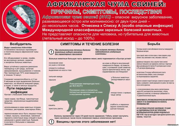 Ветеринарные правила содержания свиней в целях их воспроизводства, выращивания и реализации
